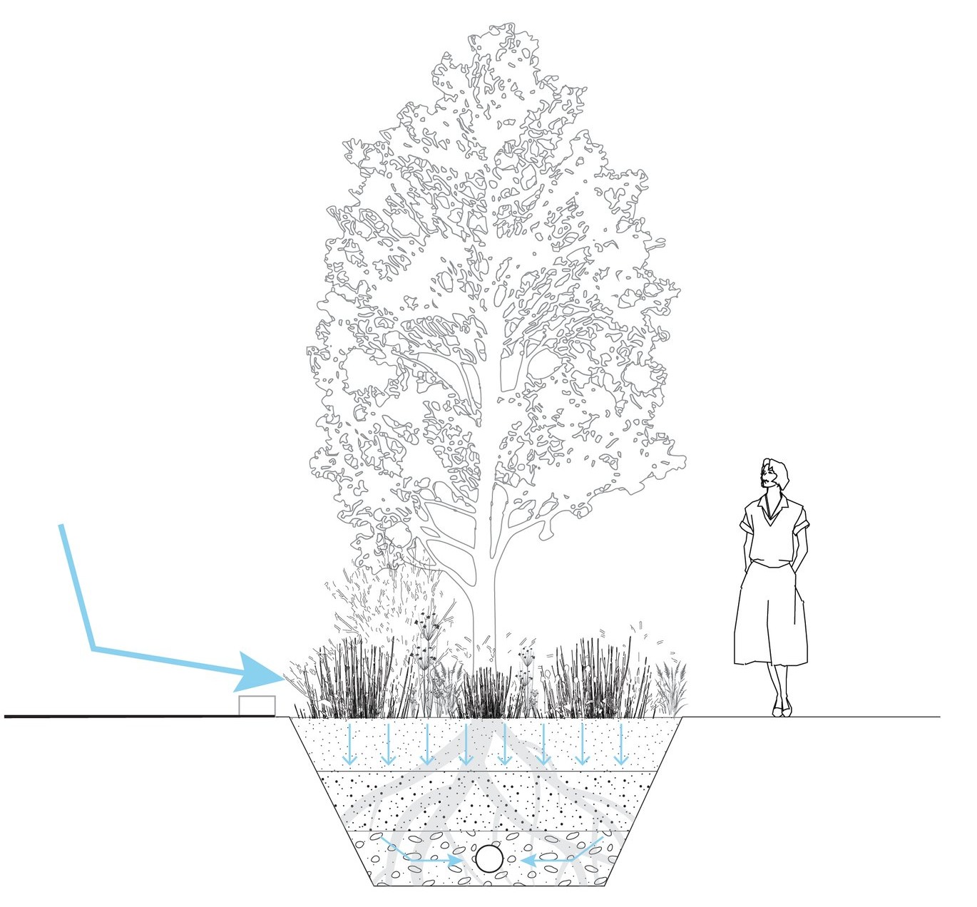 Bioswale