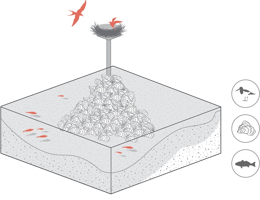 Oyster Reef and Tidal Flat